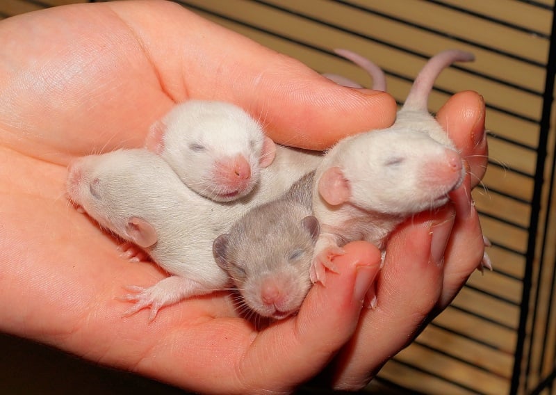 You Ve Found Baby Rats What To Do Now Animallama