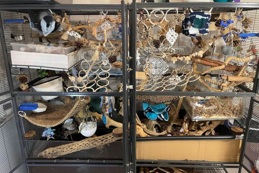 Rat Cage Requirements Minimum Cage Size, Bar Spacing & More