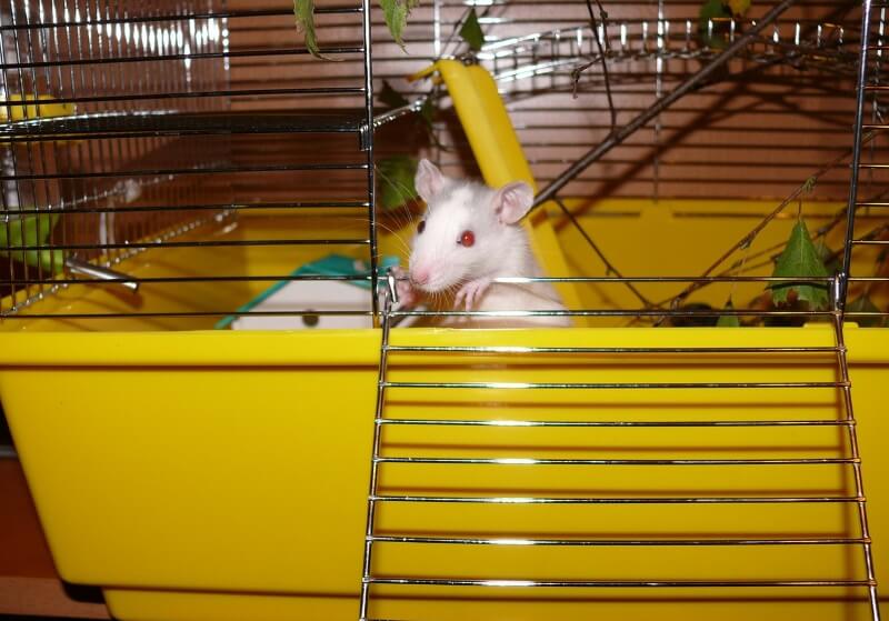 Rat Cage Requirements & Things to Avoid When Buying a Cage Animallama