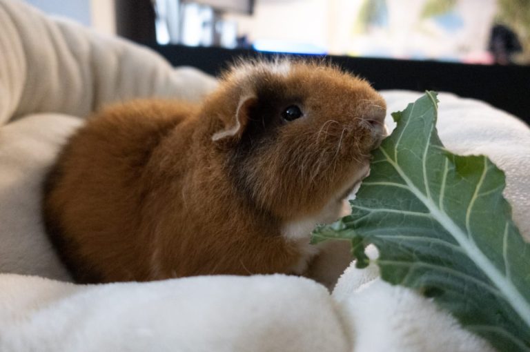 350+ Cute & Unique Guinea Pig Names for Your New Piggies (Boys & Girls)