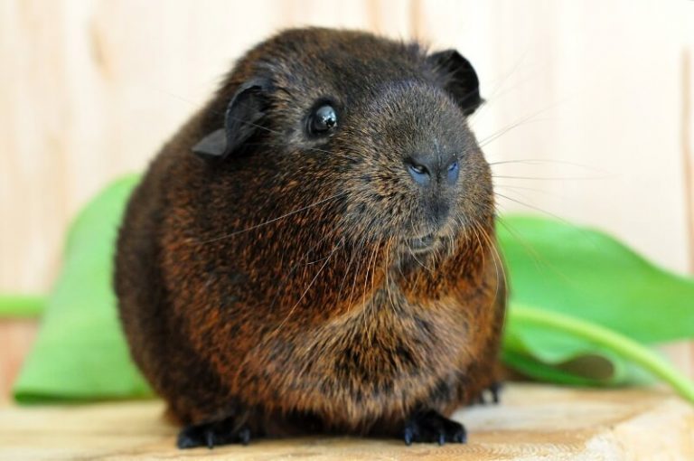 An In-Depth Guide On How To Care For Guinea Pigs