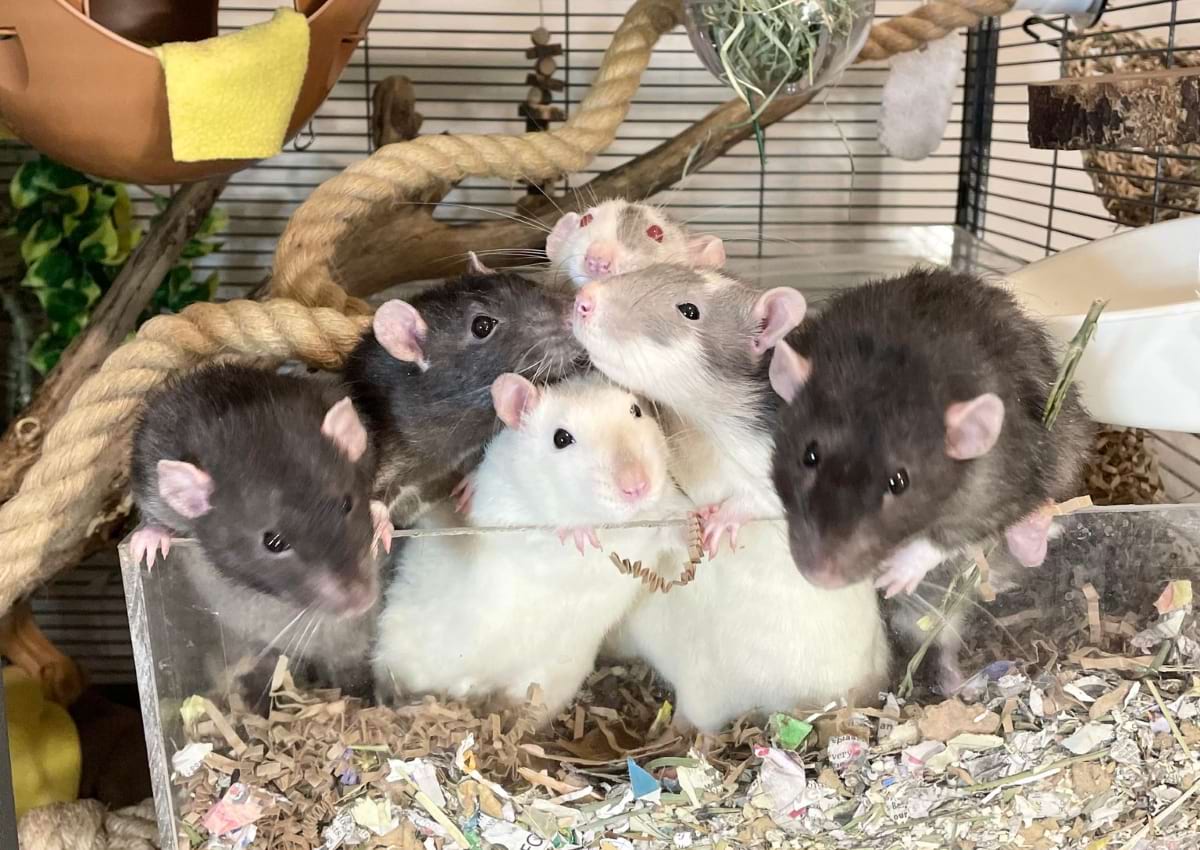 How to Entertain Pet Rats