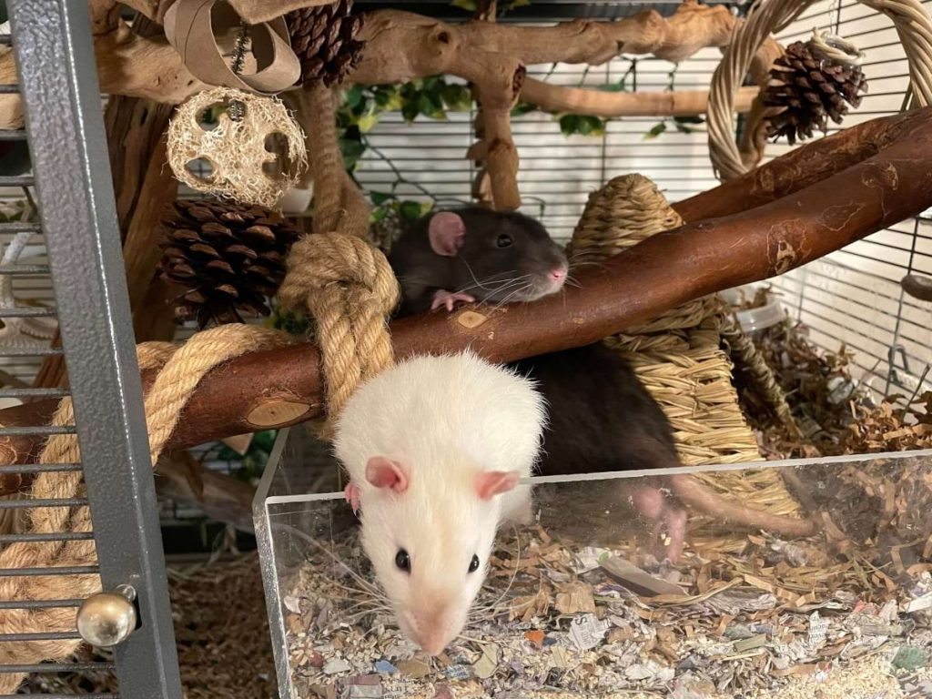Best Rat Toys 7 Types of Toys to Keep Your Rats Entertained
