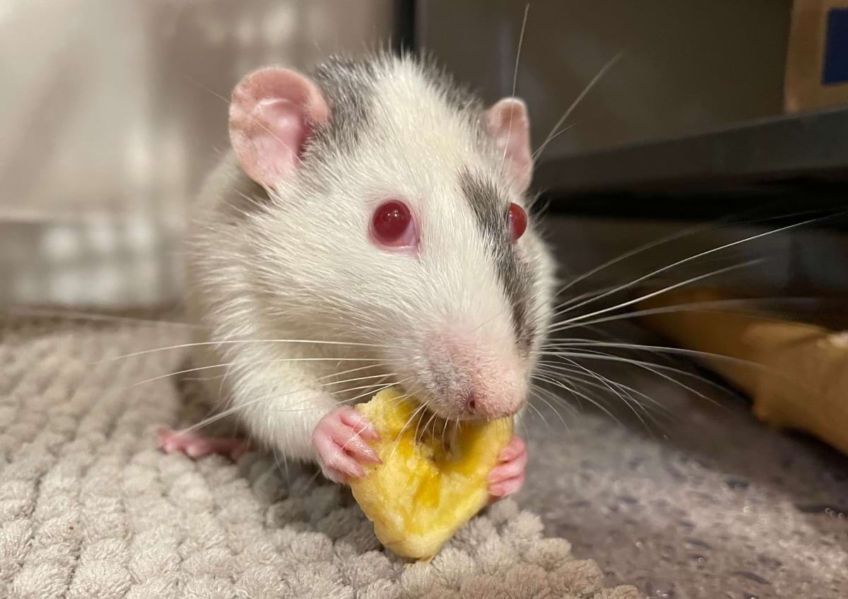 Best rat treats