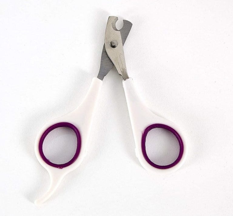 Guinea Pig Nail Care How to Trim & Cut Cavy's Nails Animallama