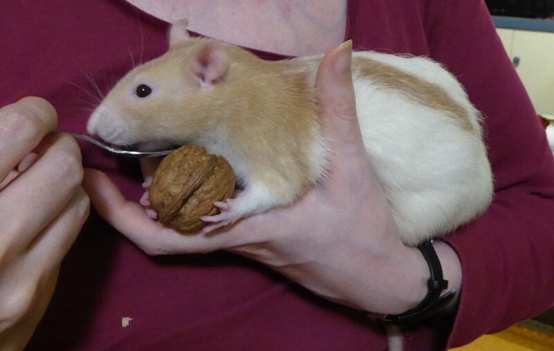 Nuts make great rat treats