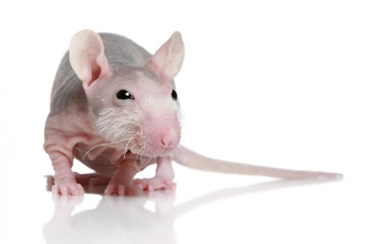 Pet Rat Breed & Varieties Types of Pet Rats (Pictures)