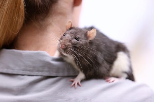 Are rats good pets