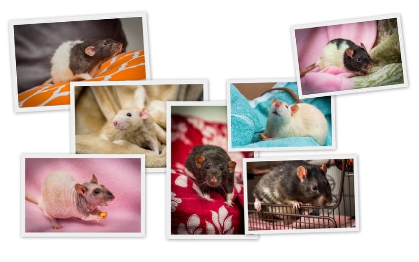 Pet Rat Breed Varieties Types of Pet Rats Pictures