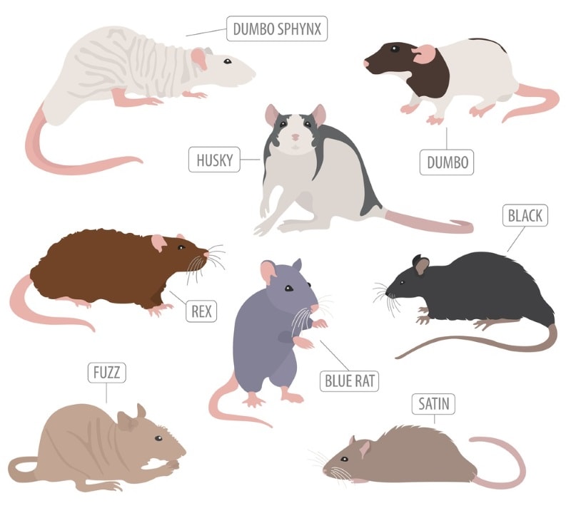 Best Pet Rat Mouse At Dustin Richards Blog
