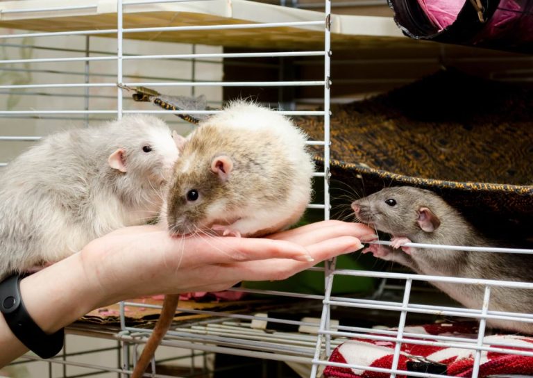 Are Rats Good Pets? 10 Reasons Why Rats Make Great Pets!