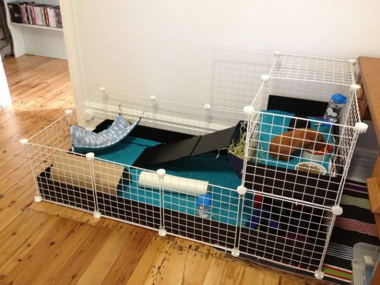 Finding the Best Guinea Pig Cage Cage Types & Requirements Animallama