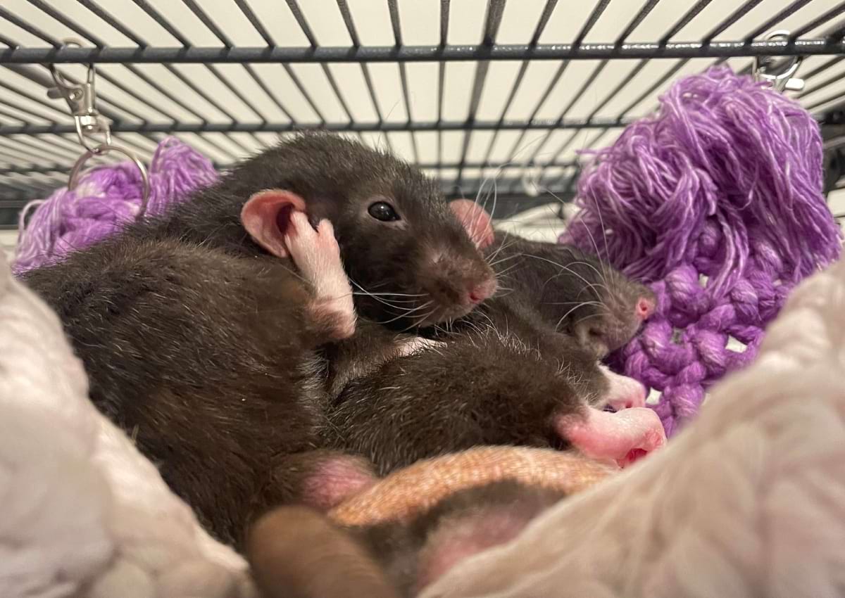 Grooming pet rats