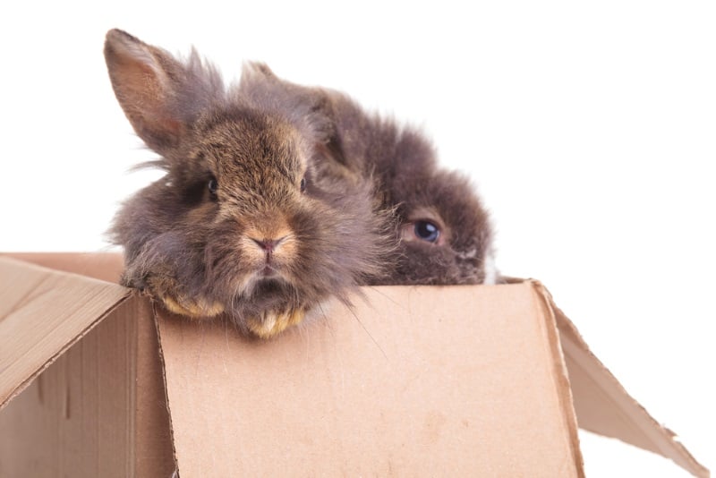 DIY rabbit toys