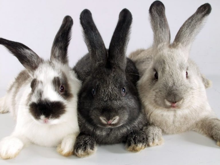 How To Make Your Rabbits Happy: 12 Ways to Keep Them Entertained and Pleased