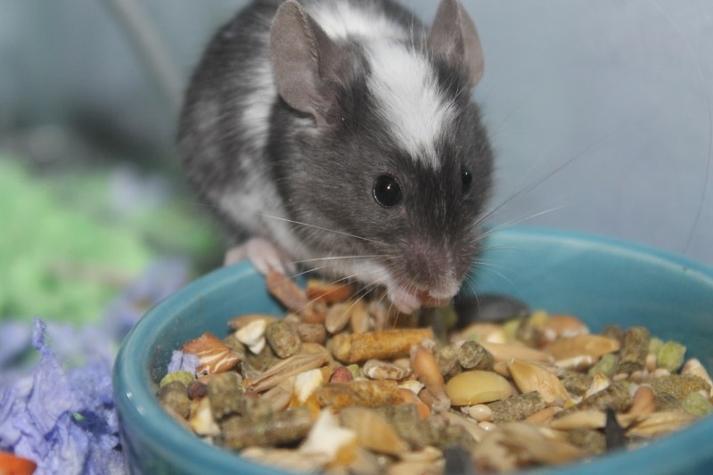 Feeding pet mice