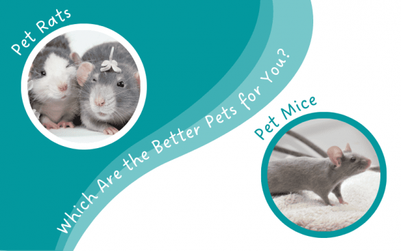 Pet Rats Is Name Remy 700+ Cute Pet Rat Names: Famous & Disney Rats, Pair Names, Black ...