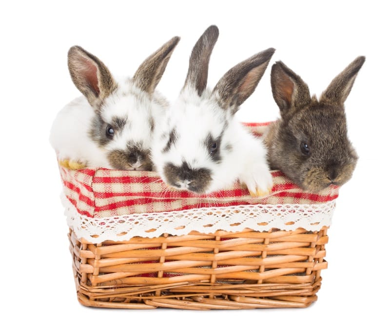 Rabbits playing in a basket