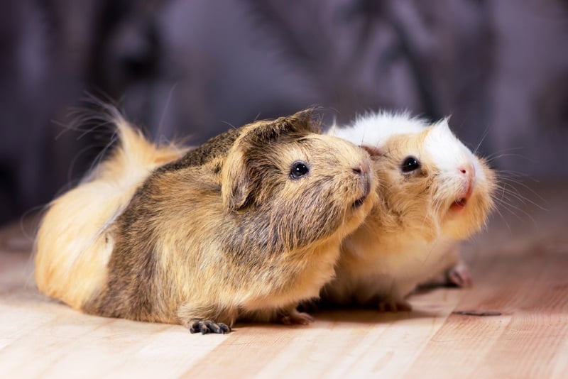 Games to play with guinea pigs