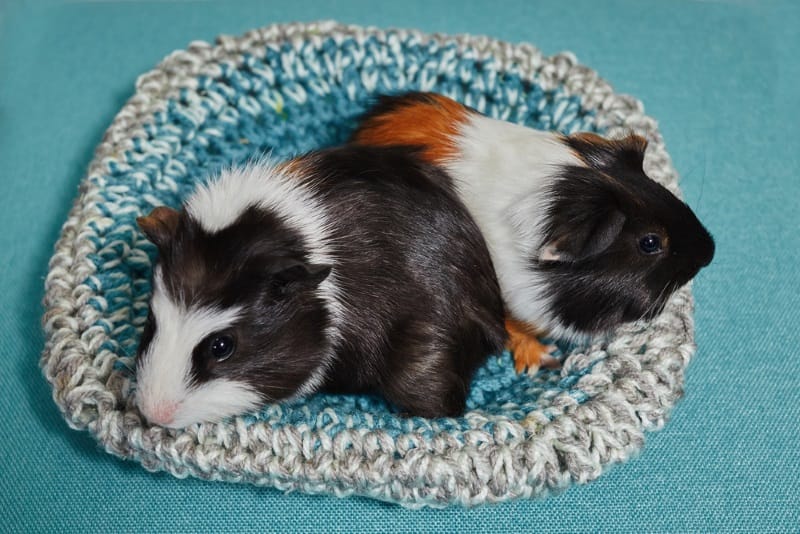 Guinea pigs playing