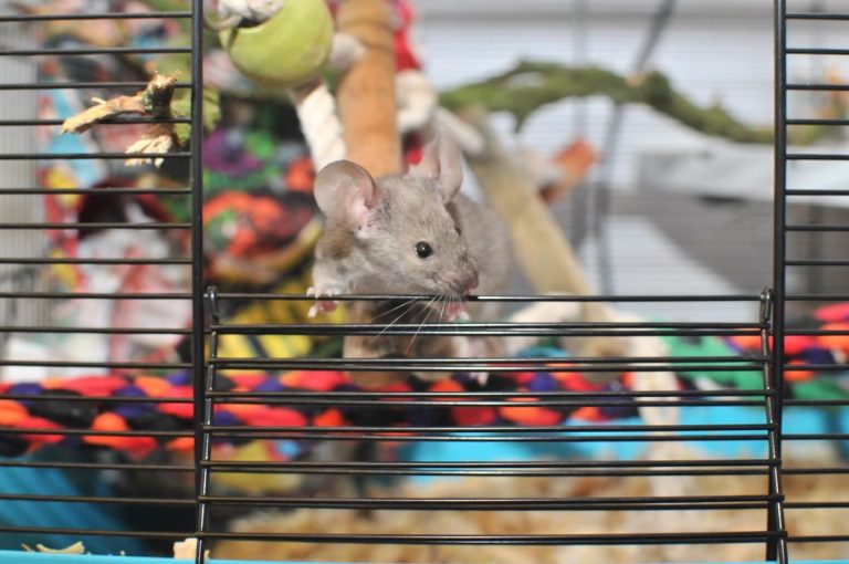 The Best Mice Cages for an Ethical Living Environment