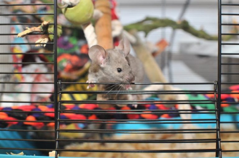 Choosing the Best Cage for Pet Mice: Cage Requirements & Cages Worth a Look