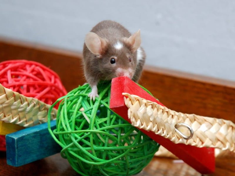 Best Toys For Pet Mice Our Picks To