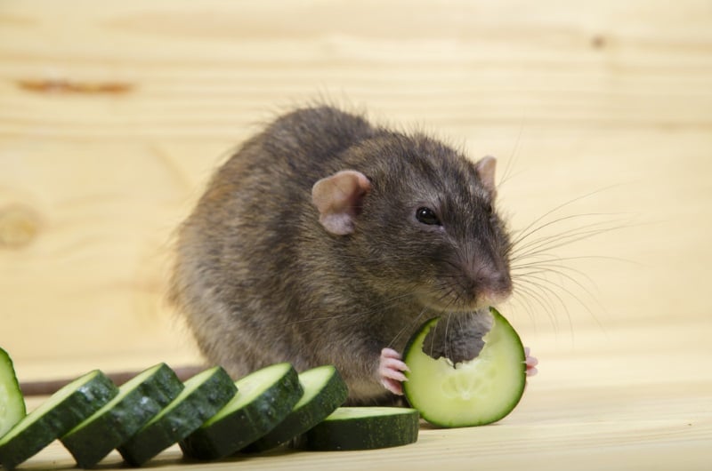 Offer cold and icey treats to pet rats to cool them