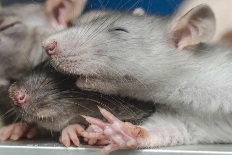 How to Keep Pet Rats Cool in Summer? 5 Cooling Tips to Try!
