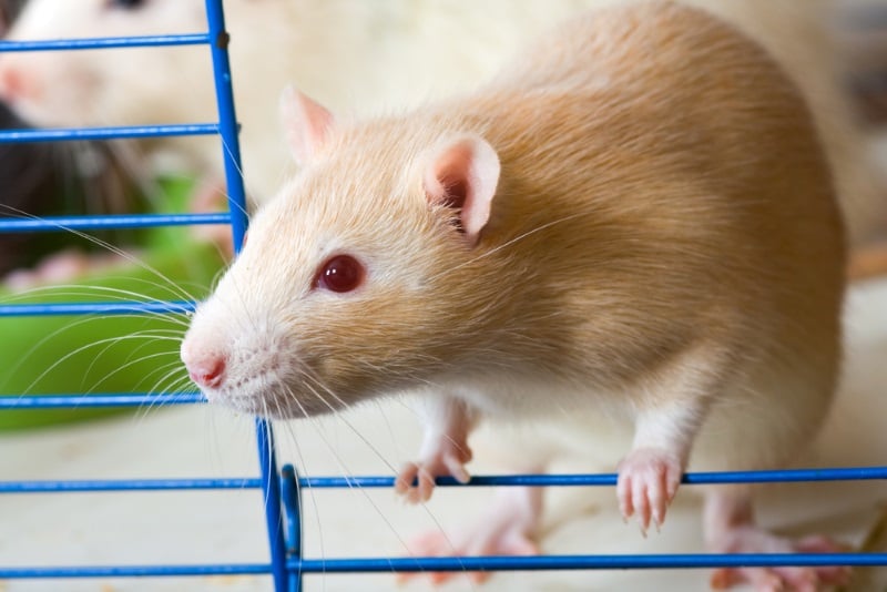 Pet rats will benefit from having cool places to relax