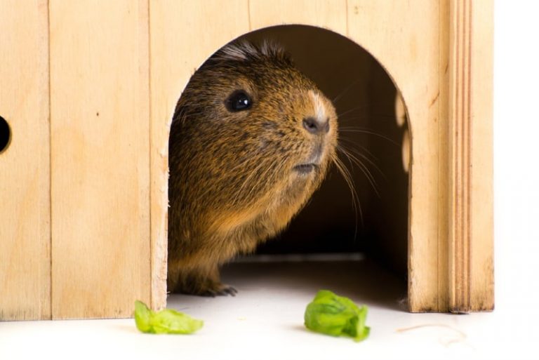 How to Keep Guinea Pigs Cool in the Summer 12 Cavy Cooling Tips