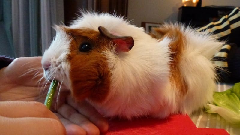 Frosty greens for guinea pigs during summer
