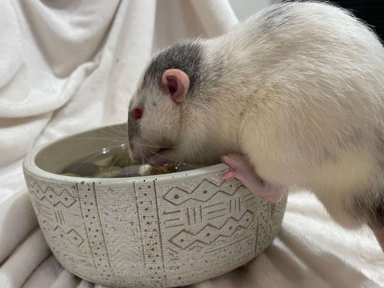 How to Keep Rats Cool in Summer? 6 Tricks to Beat the Heat
