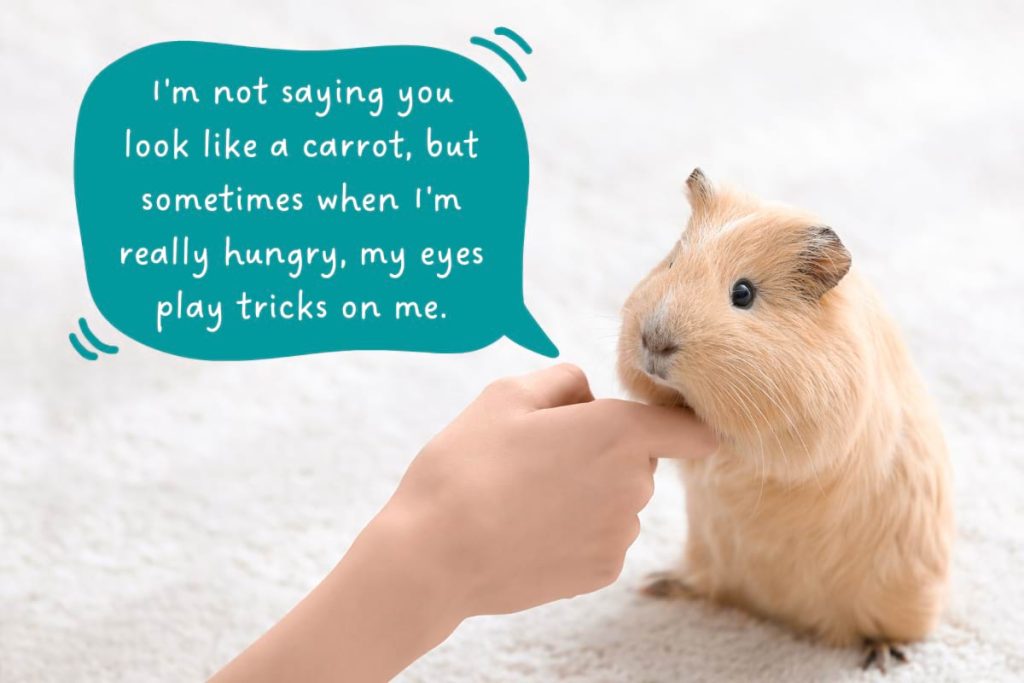 Why Do Guinea Pigs Bite? 12 Reasons & How to Tame the Nipper