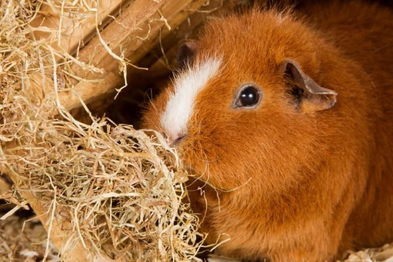 View of Best Hay for Guinea Pigs? Which Hay to Choose for Your Cavies | Animallama