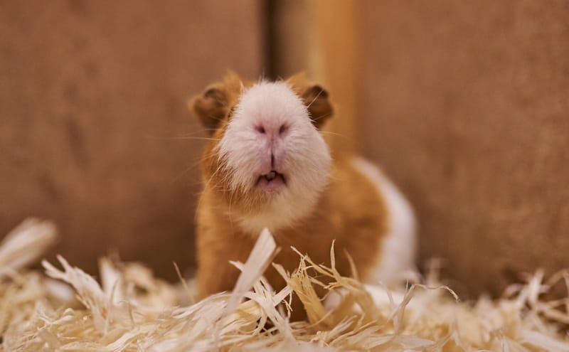 edible guinea pig house