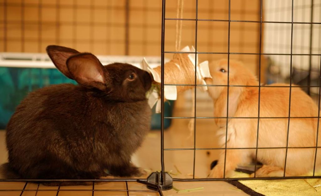 Can Rabbits Live Alone or Do They Need Companionship?