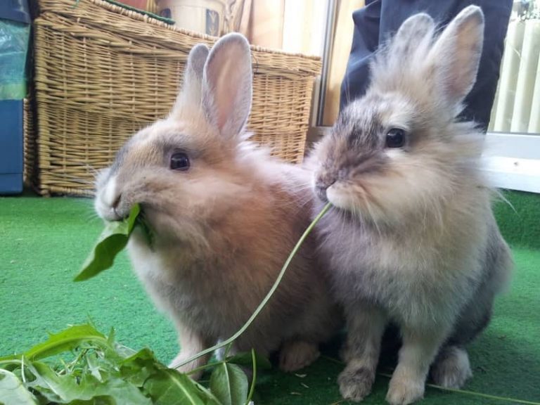Solo, Paired, or Grouped: Can Rabbits Live Alone or Do They Need Same-Species Companionship?