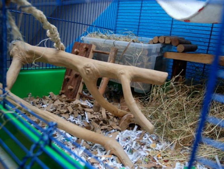 Which Bedding Is Best For Pet Mice? Pros & Cons of Each Animallama