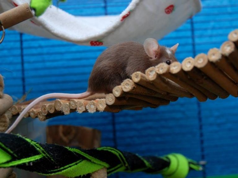 What is Bruxing and Eye Boggling in Rats? Animallama