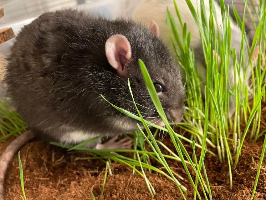 Rat digging in soil