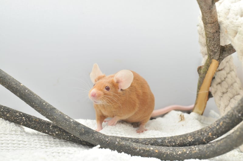 Argente mice