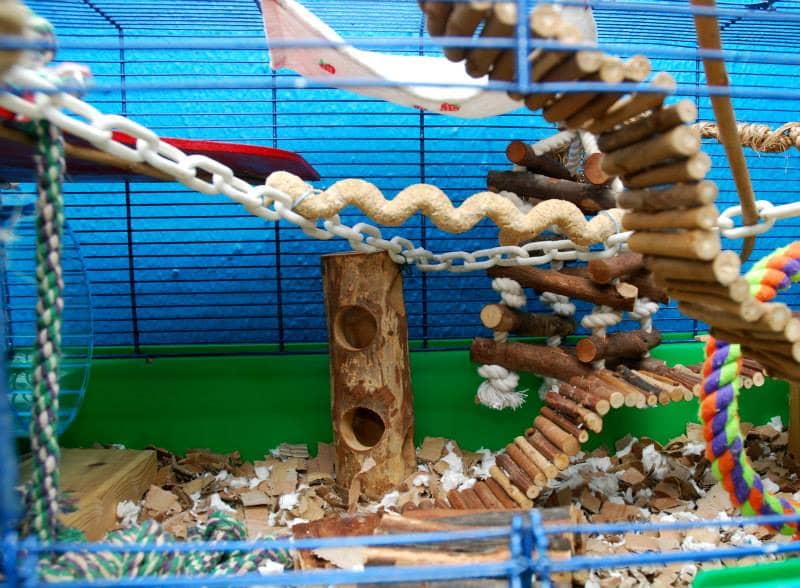 Tips to keep rat cage smell-free