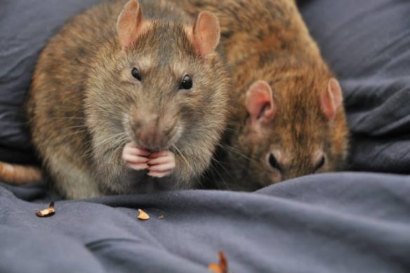 Rats as Pets: Pros and Cons to Consider Before Adopting | Animallama