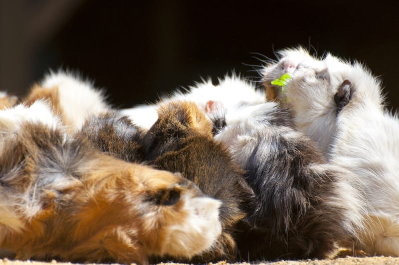 Can guinea pigs live alone?