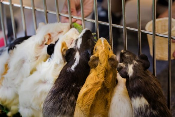 How to Feed Guinea Pigs: Easy-To-Follow Feeding Schedule | Animallama - Jax Guinea Pig Feeding Tips