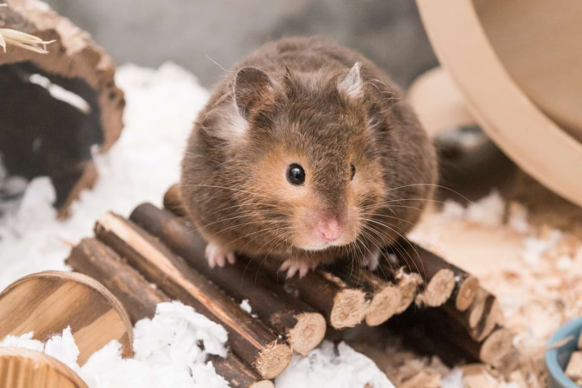 Things to know before adopting a hamster