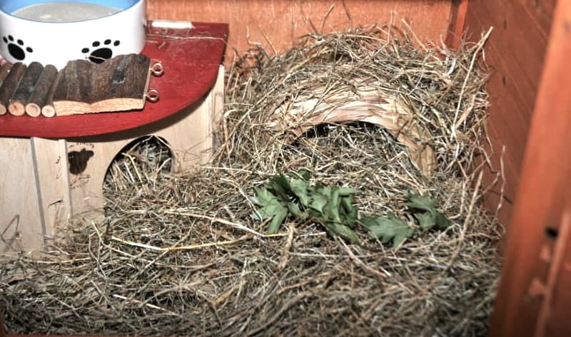 Hamster's nesting