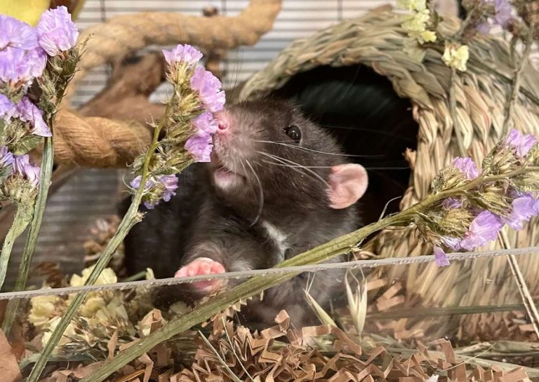 Signs Your Pet Rat Is Sick Or Dying