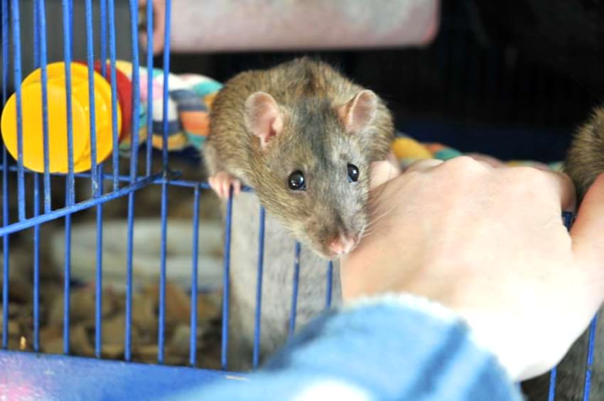 A health check for your rat